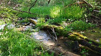 Stream